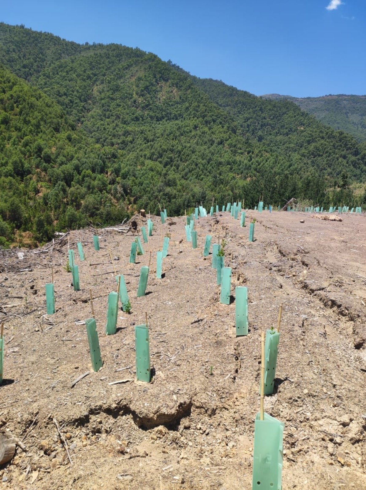Misma ladera con plantines nativos recién establecidos