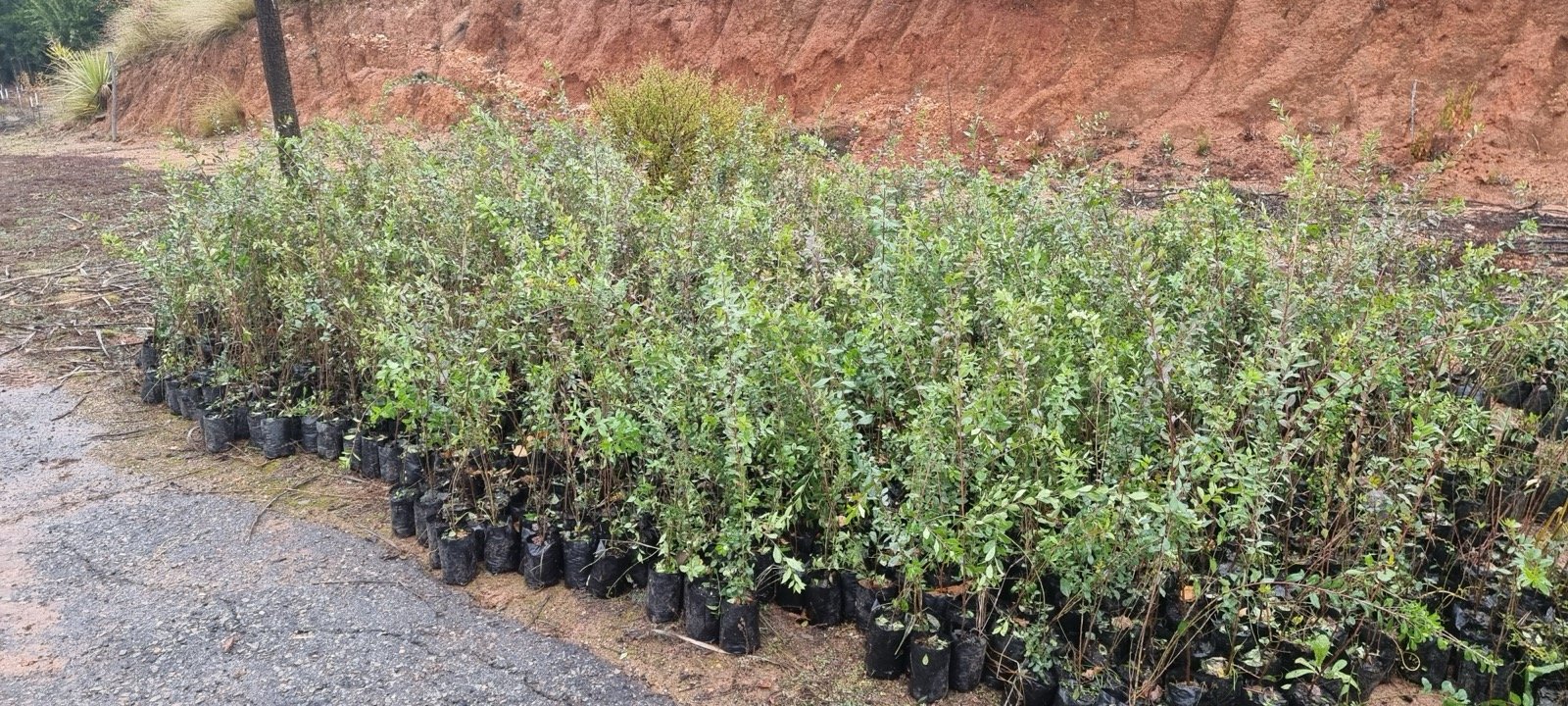 Vivero de especies nativas listas para plantación